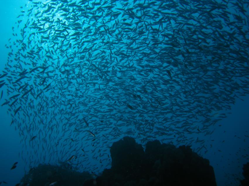 Extra Divers, Sharm el Arab, Makadi Bay
