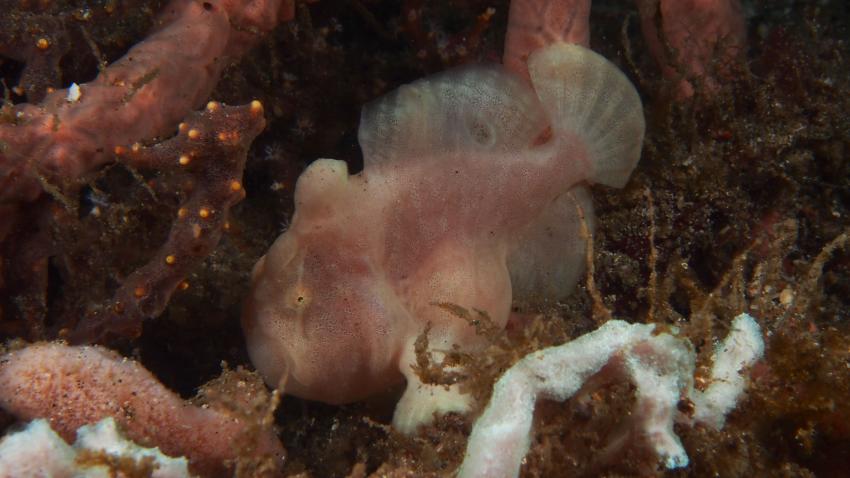 Frogfishmania Part 3, Lembeh Strait,Nord Sulawesi,Indonesien,Anglerfisch,Frogfisch