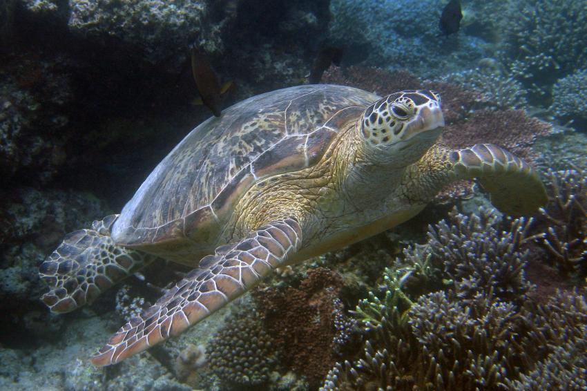 Sipadan, Sipadan,Malaysia,Meeresschildkröte,auf Koralle sitzend