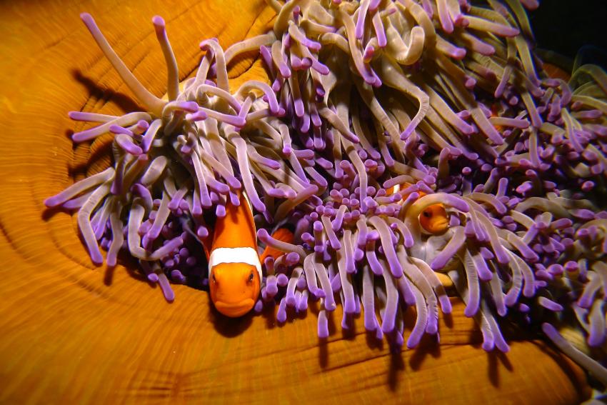 Nemo (Clownsfisch) in Anemone