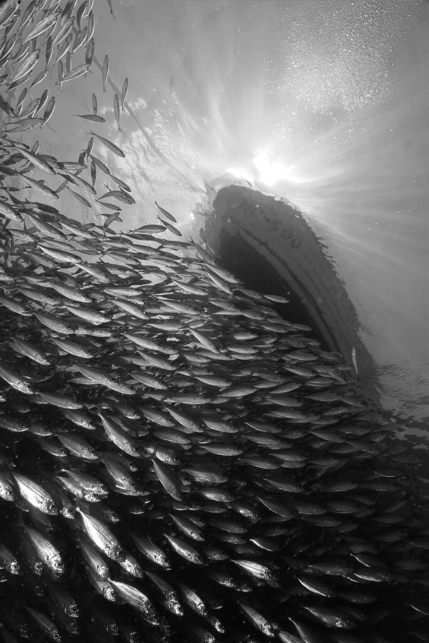 Schwarm unter Boot 02, Fischschwarm, Schwarm, Villa Mango Curacao Dive Center, Willemstad, Niederländische Antillen, Curaçao