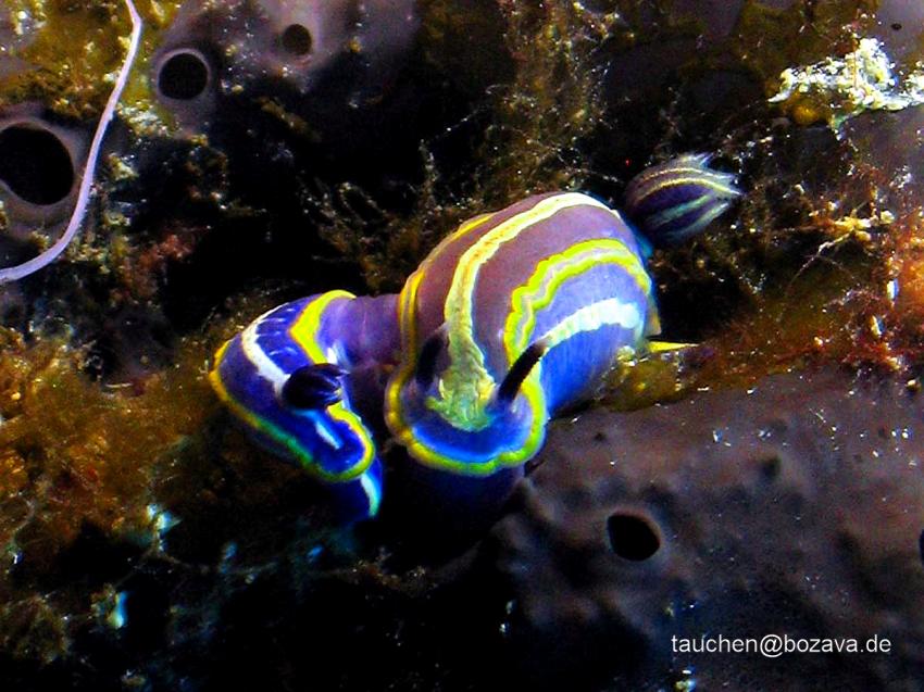 Tauchplatz Zverinac, Bozava,Kroatien