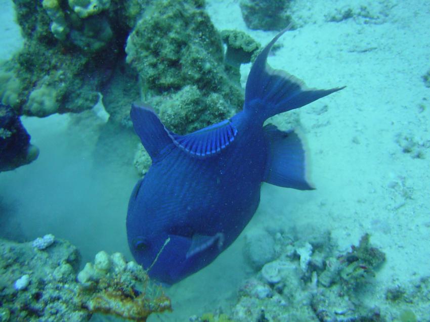 Safaga, Safaga - allgemein,Ägypten