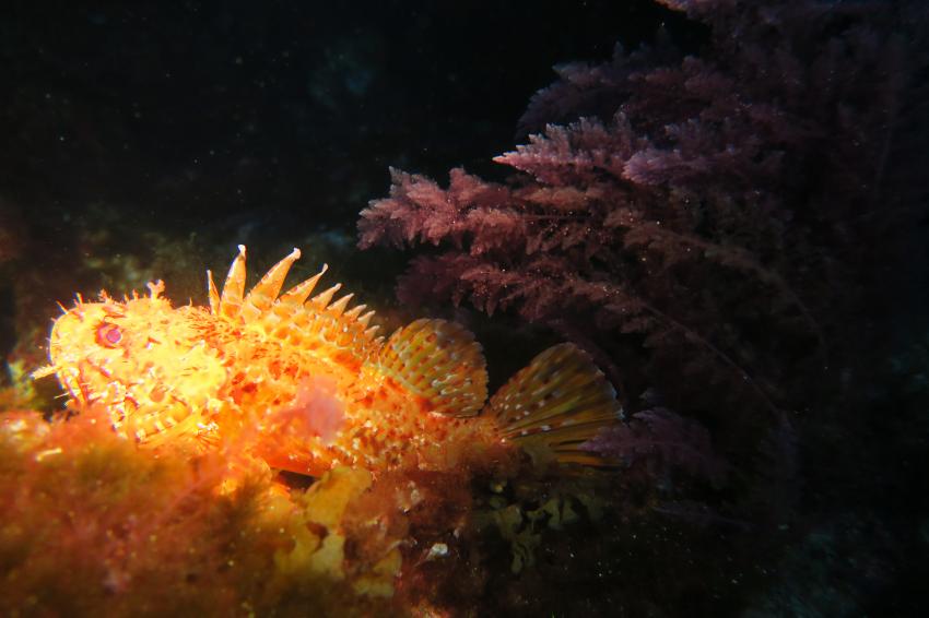 Atlantis Diving, Marsalforn, Gozo, Malta, Gozo
