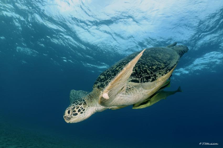Grüne Meeresschildkröte Hausriff, diving.DE Abu Dabab, El Malikia Resort, Ägypten, Marsa Alam und südlich