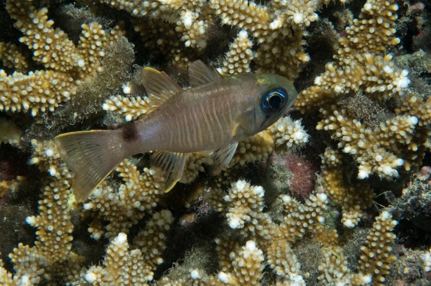 Velidu, Velidhu,Malediven,Banda Kardinalfisch - Apogon bandanensis