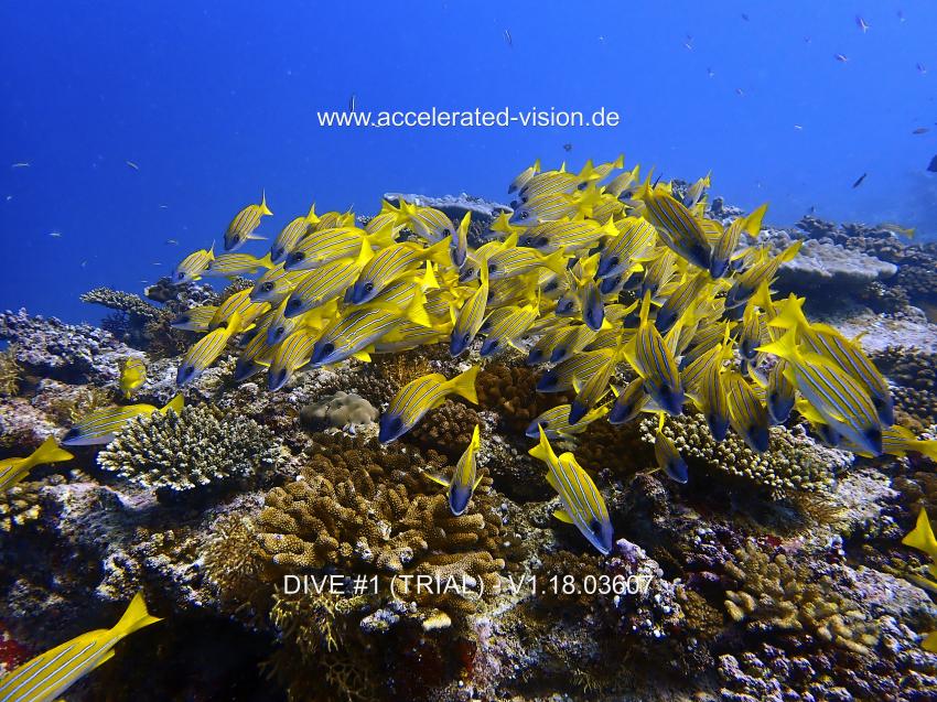 Shamar Divers Maamigili, Malediven
