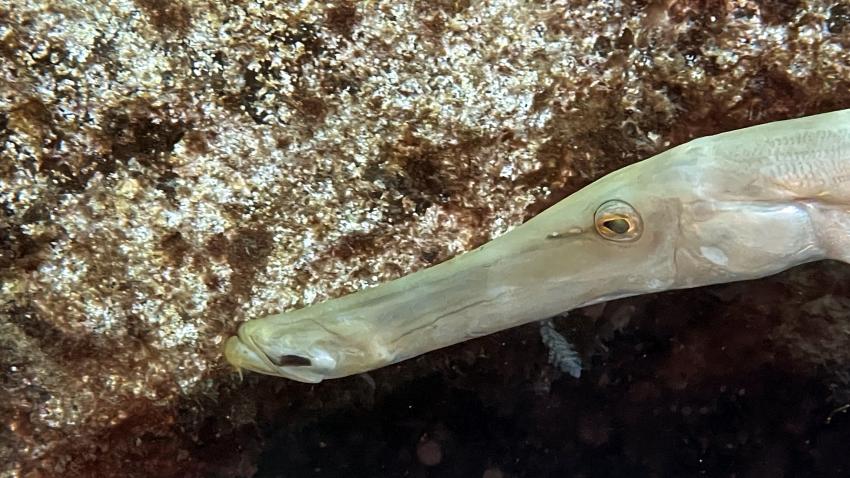 Fuerteventura Diving, Esquinzo, Spanien, Kanaren (Kanarische Inseln)