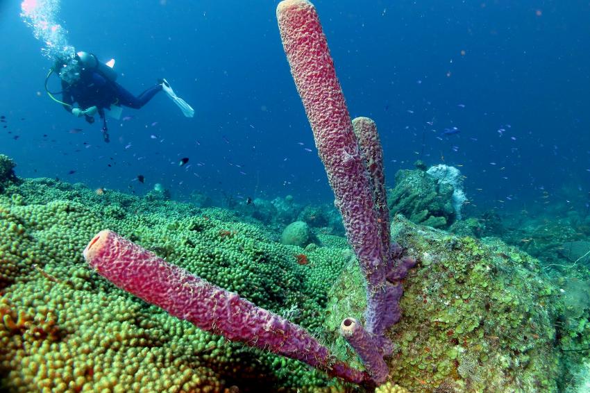 Curacao 2014, Curacao,Curaçao,Niederländische Antillen,Röhrenschwamm (Sun Reef)