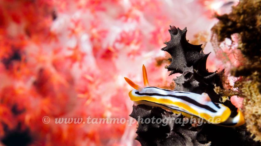 Chromodoris Strigata, Sea Rovers, Pemuteran, Indonesien, Bali