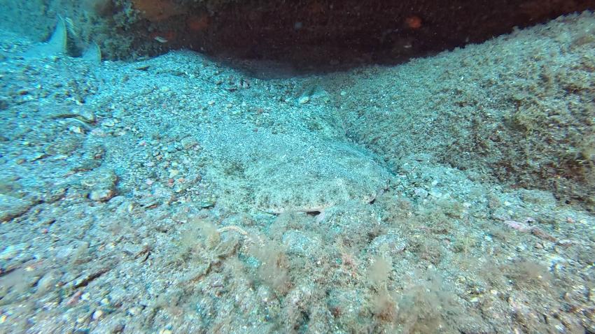 Engelhai, Zeus Dive Center, Playa del Ingles, Gran Canaria, Spanien, Kanaren (Kanarische Inseln)