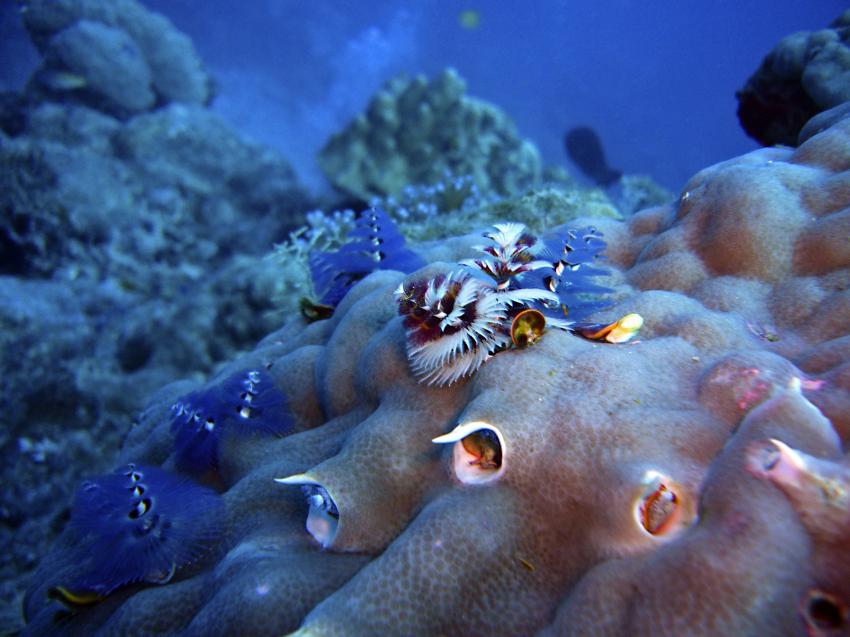 Potato Cods, Cod Hole,Great Barrier Reef,Australien,Tannenbäumchen