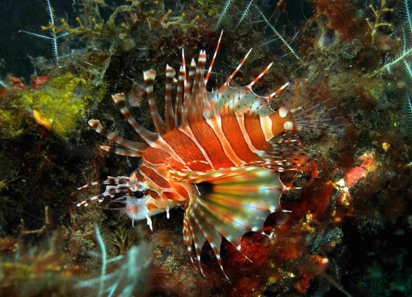 Tulamben - Coral Garden