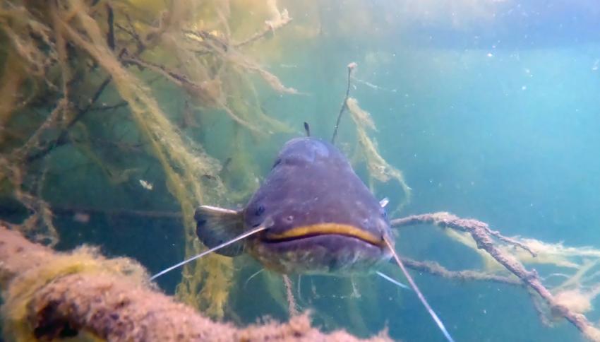 Krämersee, Monheim, Deutschland, Nordrhein-Westfalen