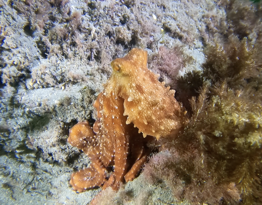 Lijo-sub, Isleta del Moro , Spanien, Spanien - Festland