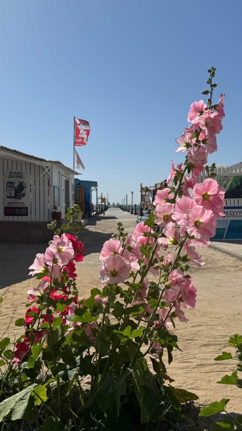 ORCA Dive Club Safaga Amarina Resort, Ägypten, Safaga