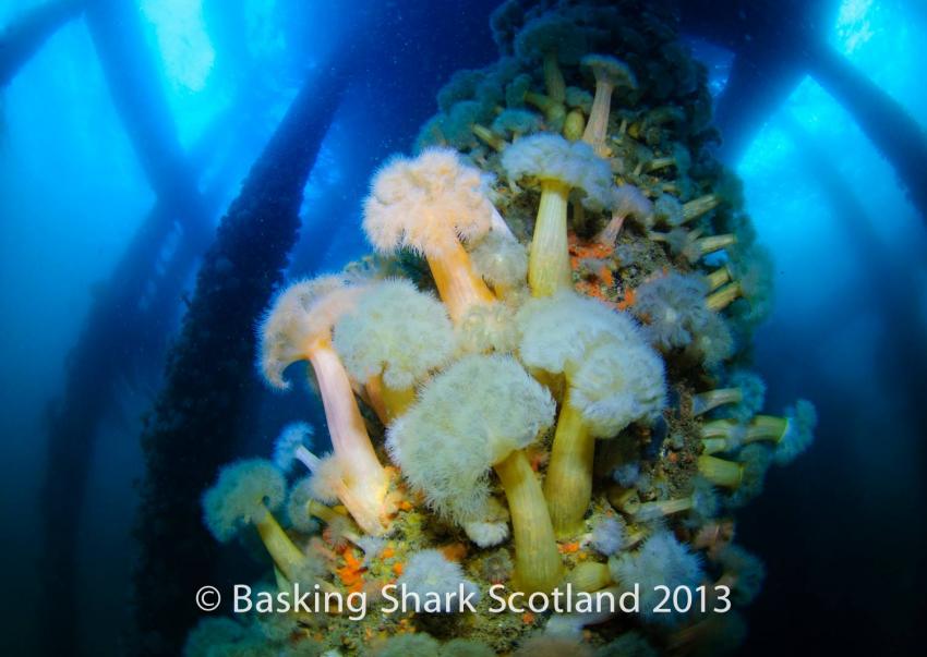 Landtauchgang vom Pier, pier dive, marine life, Basking Shark Scotland, Oban, Großbritannien, Schottland