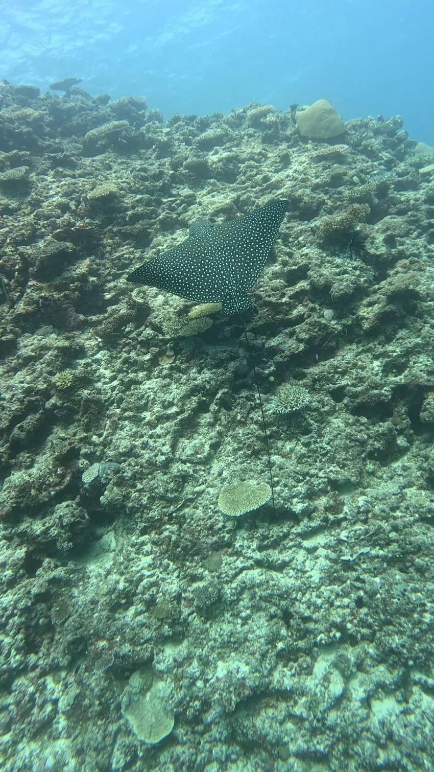 Tokoriki Diving, Fidschi