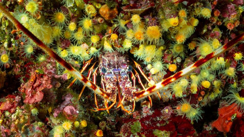 Languste , Punta Diving, Betina, Kroatien Languste , Punta Diving, Betina, Kroatien