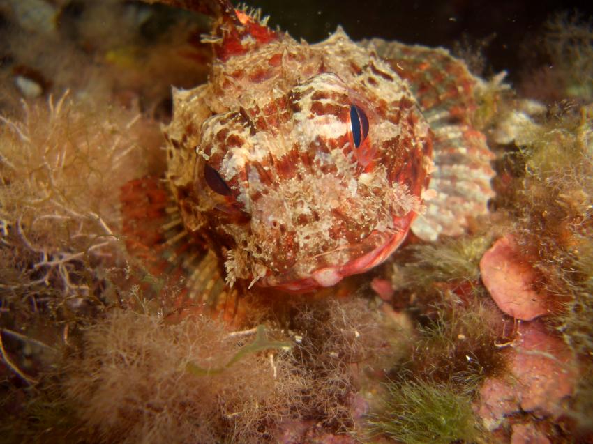 Ibiza ,San Antonio. El Mundo de Buceo, Ibiza,San Antonio,Spanien