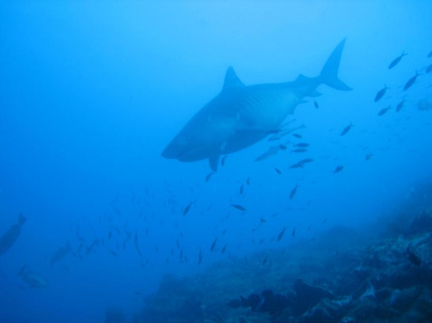 The Bistro - Full of Sharks, Beqa Lagoon,Fidschi