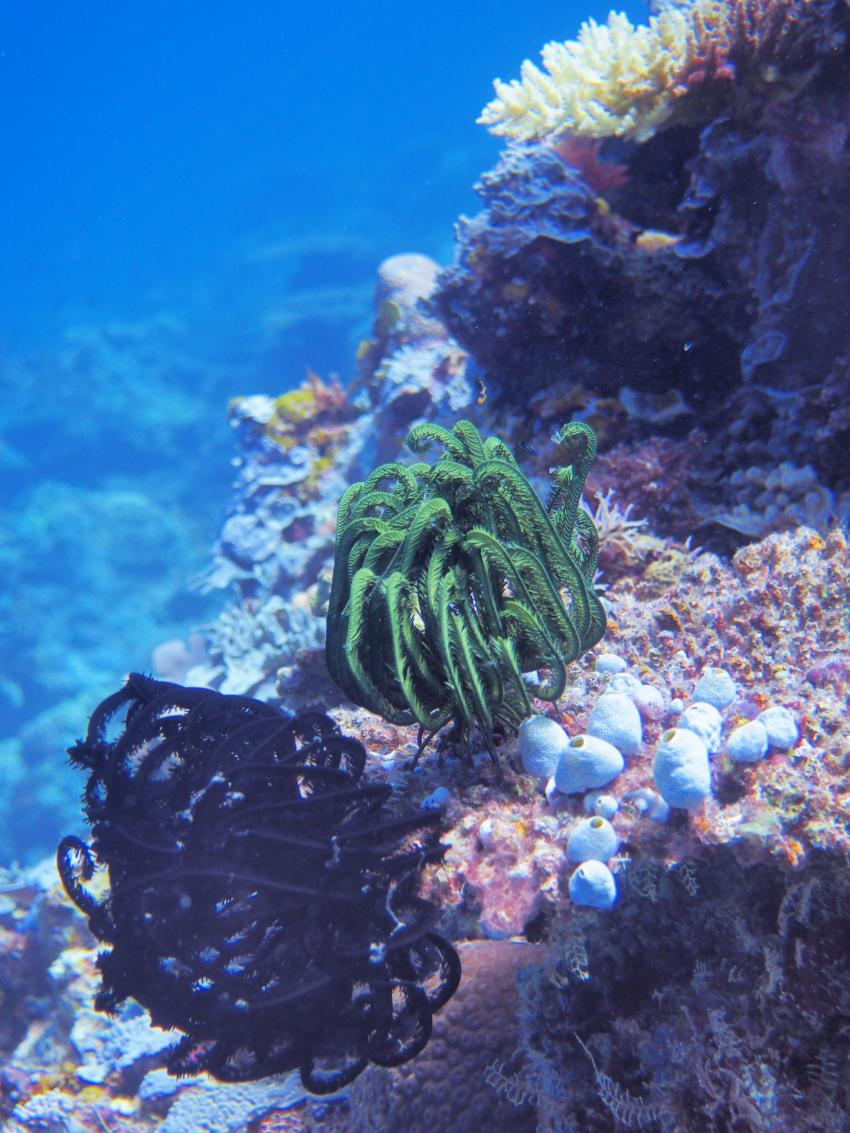 Apo Reef; Federstern, Apo Reef, Pandan Island, Sablayan, Philippinen