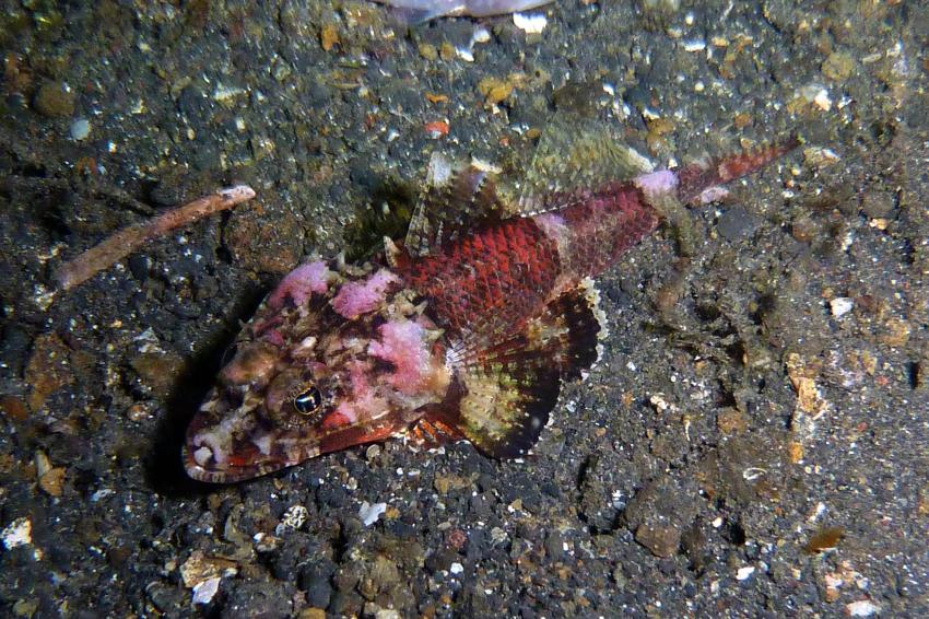 Lembeh, Diverse