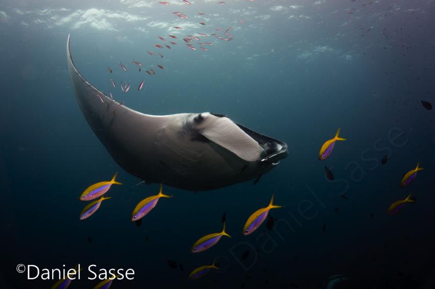 Giant oceanic manta ray (Manta birostris), manta ray, Poseidon Dive Center, Krabi / Ao Nang, Thailand, Andamanensee