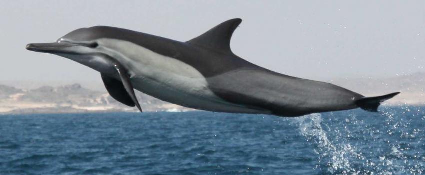 Springender Delfin Oman, Mirbat