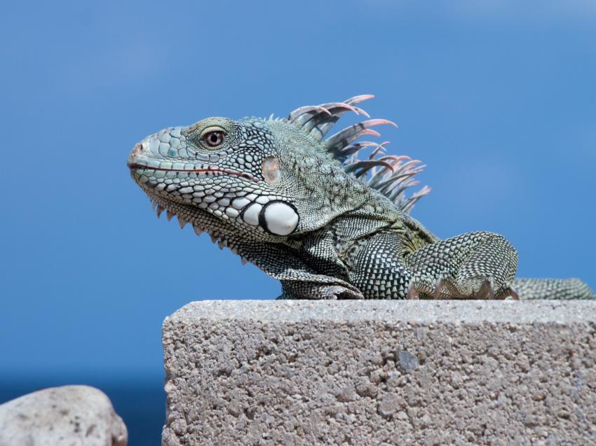 Curacao allg., Curacao,Curaçao,Niederländische Antillen,Leguan,Reptil,Eidechse