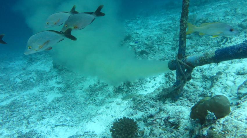 Euro-Divers Vilamendhoo, Malediven