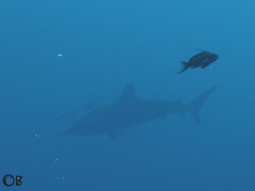 Dezember 2010 "der Hai war auch da", Ras Mohammed,Ägypten