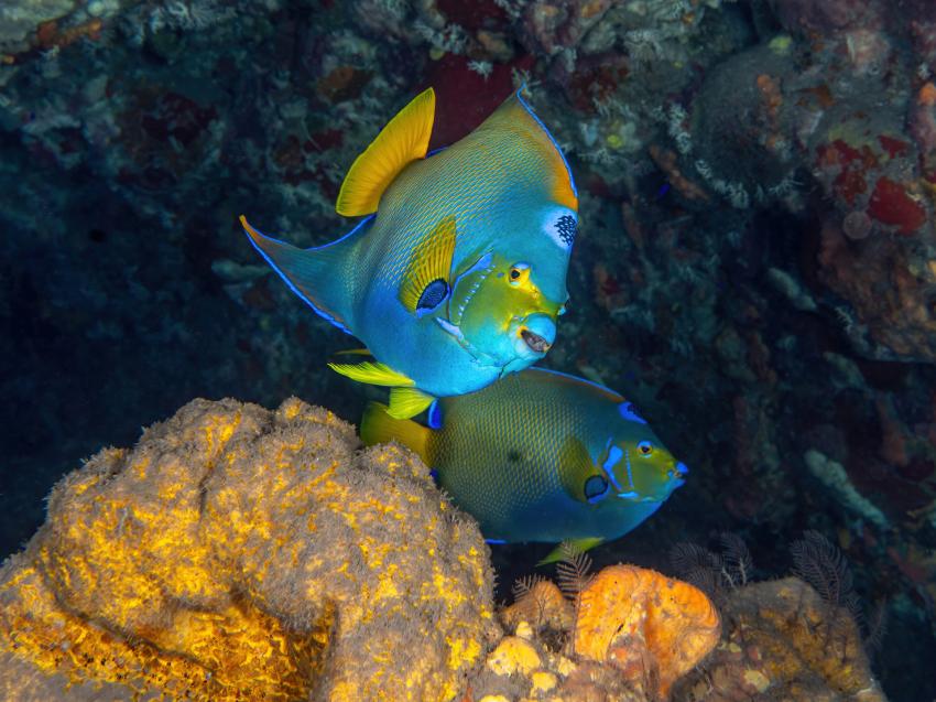 Caribbean Explorer II, Niederländische Antillen, Saba