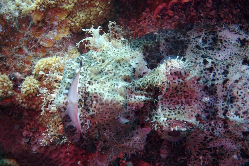 Big Blue Mashraba, Dahab, Ägypten, Sinai-Nord ab Dahab