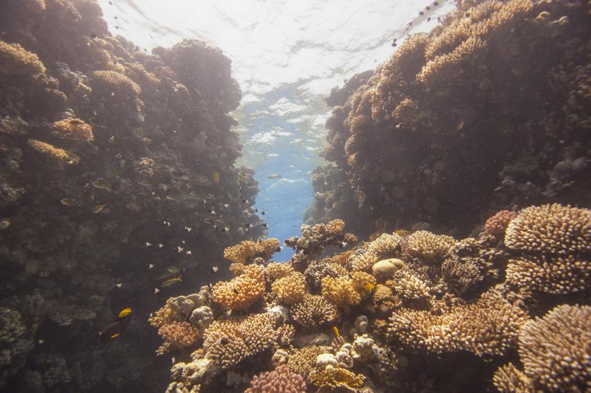 Scuba_World_Divers_Soma_Bay_6, Tauchen_in_Soma_Bay, Scuba World Divers Soma Bay, Caribbean World Resort, Ägypten, Safaga