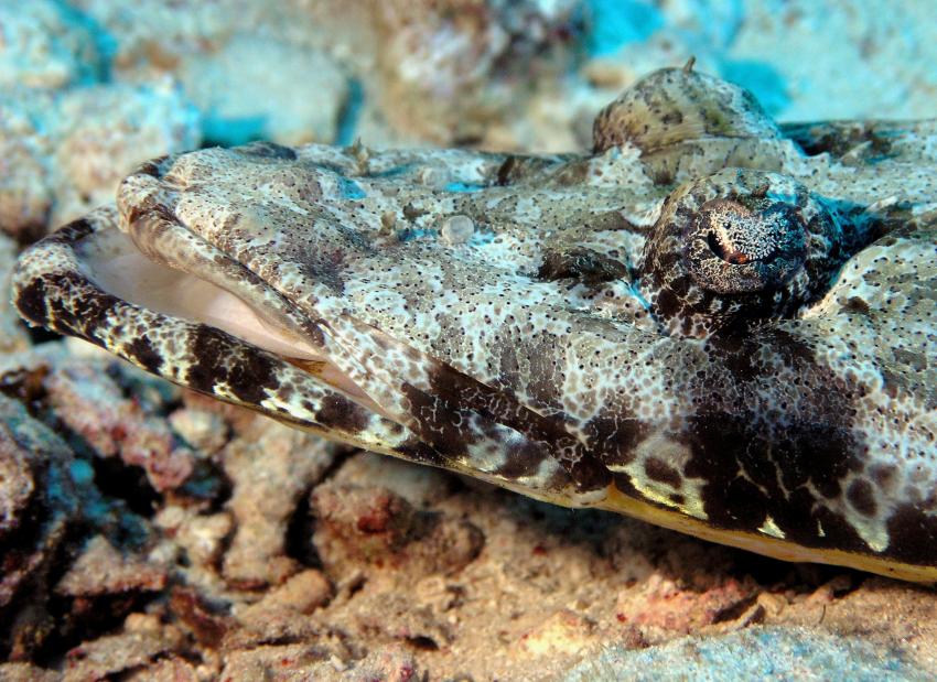 Allgemein, Safaga - allgemein,Ägypten,Krokodilsfisch