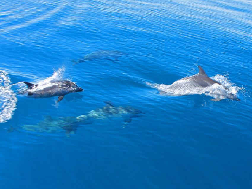 Delfintour mit uns auf Lanzarote, Nautic Dive, Lanzarote / Tauchen mit Matthias, Spanien, Kanarische Inseln