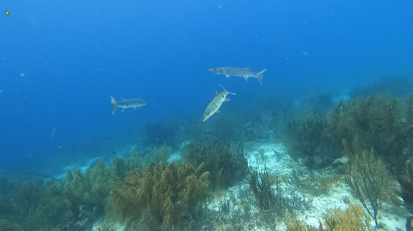 Tropical Divers Bonaire, Niederländische Antillen, Bonaire