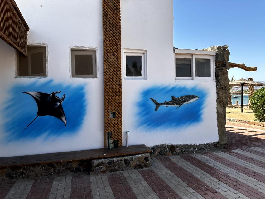 Blue Aqua - German Diving Center, Ägypten, Safaga