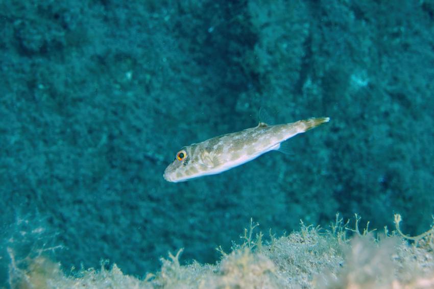 Kugelfisch, Zeus Dive Center, Playa del Ingles, Gran Canaria, Spanien, Kanaren (Kanarische Inseln)