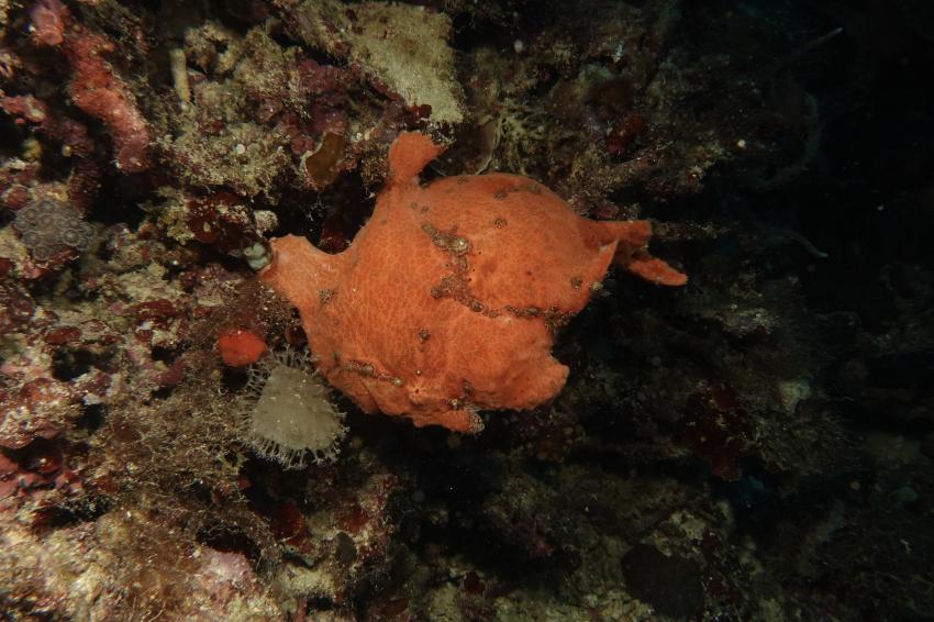 Savedra, Panagsama Moalboal, Cebu, Philippinen