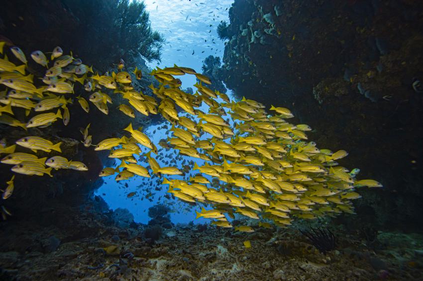 Diving, Scubaspa Maldives, Malediven