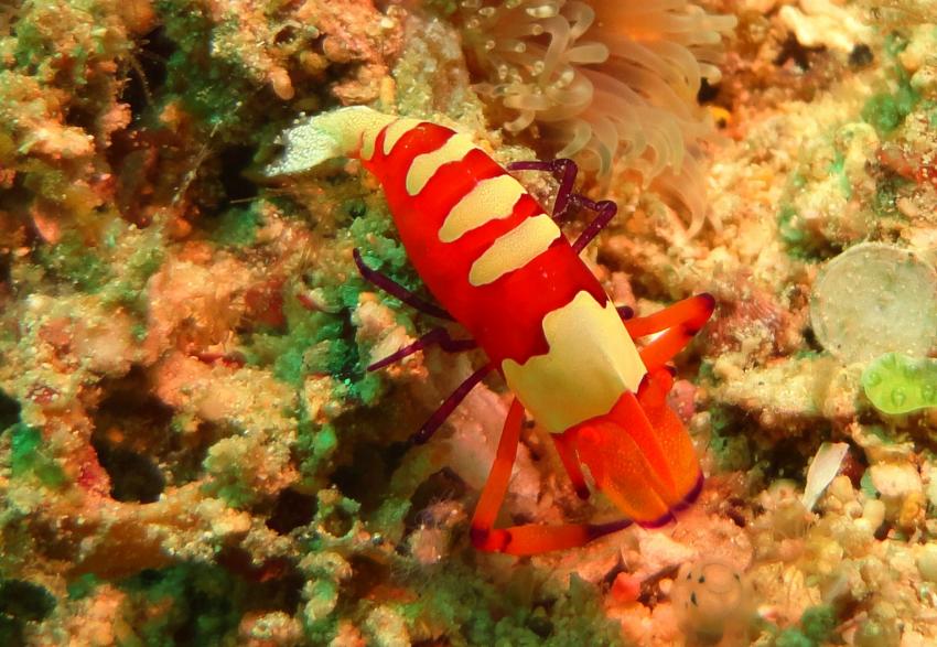 Bei den Cocktail Divers im Garden of Eden, Mindoro,Philippinen