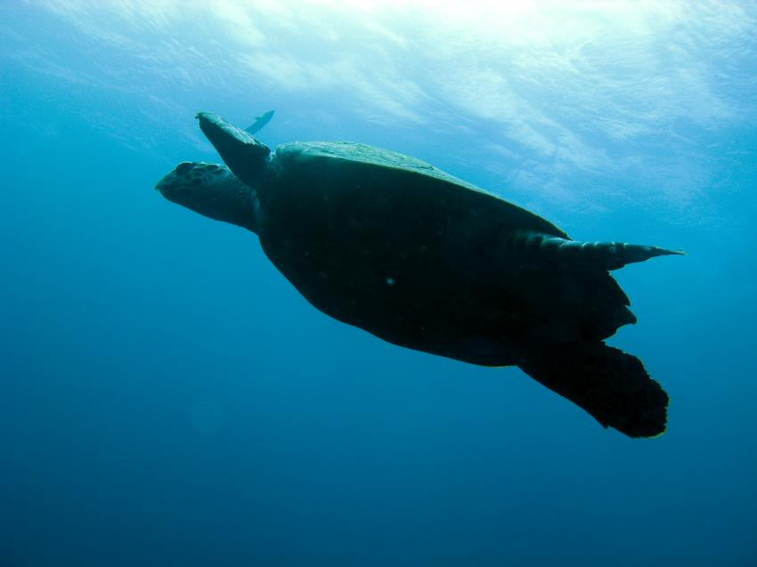 Komodotrip auf der Duyung Baru!, Orca Dive Club Labuan Bajo Flores,Allgemein,Indonesien