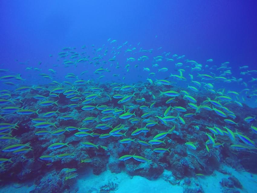 typische Fischschwärme, Abalone Plongée, Mayotte, Mayotte