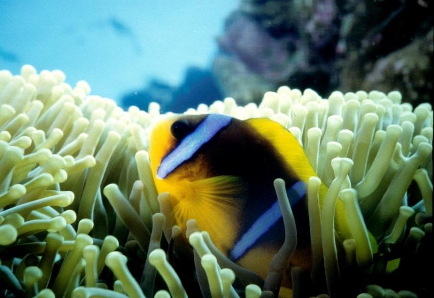 Safaga, Safaga - allgemein,Ägypten