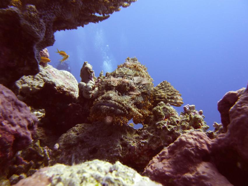 Drachenkopf, Safaga ORCA - Dive Clubs,Ägypten