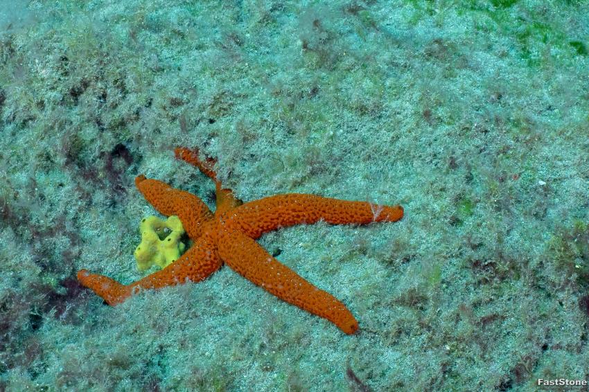 Sestern, Zeus Dive Center, Playa del Ingles, Gran Canaria, Spanien, Kanaren (Kanarische Inseln)