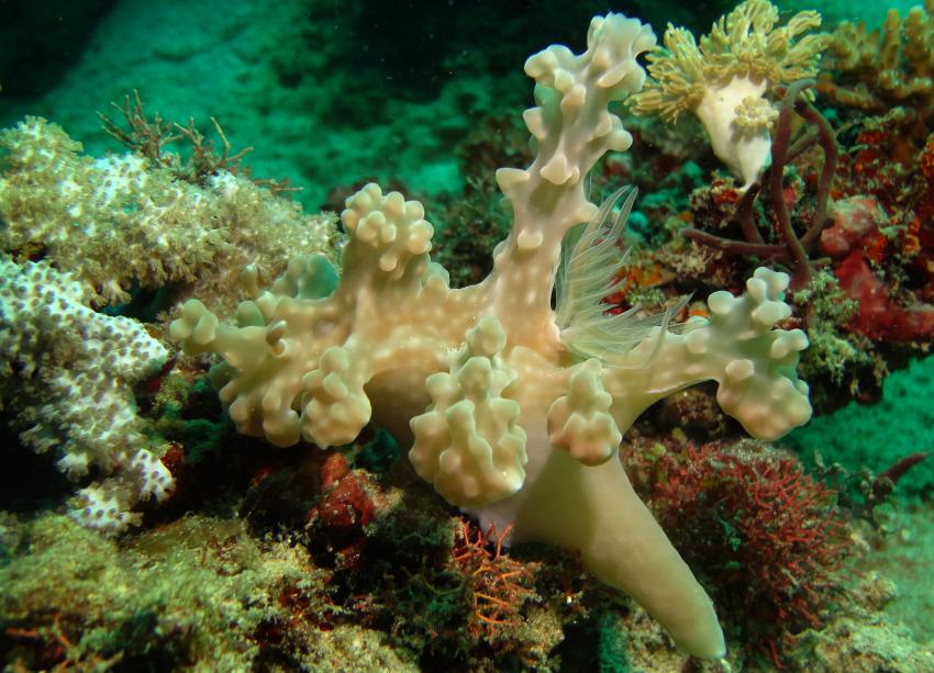 Bei den Cocktail Divers im Garden of Eden, Mindoro,Philippinen