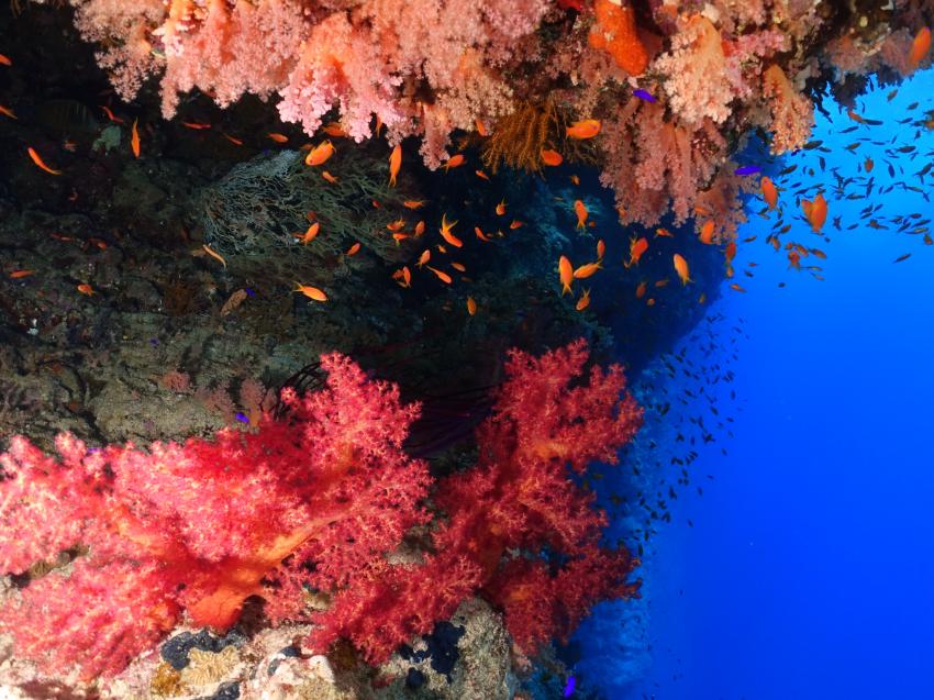 Ras Mohhamed, Blue Ocean Dive Club Sharm El Sheikh, Ägypten, Sinai-Süd bis Nabq